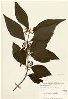 藏品(杜虹花)的圖片